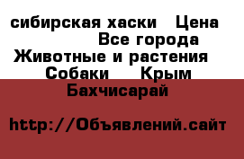 l: сибирская хаски › Цена ­ 10 000 - Все города Животные и растения » Собаки   . Крым,Бахчисарай